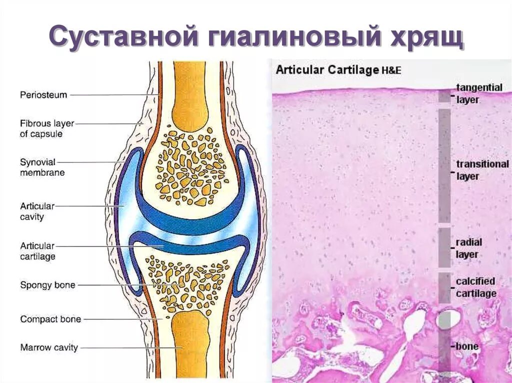 Какие структуры сустава. Строение сустава гиалиновый хрящ. Хрящ суставных поверхностей гистология. Составной геолиновый хрящ. Гиалиновый хрящ строение кости.