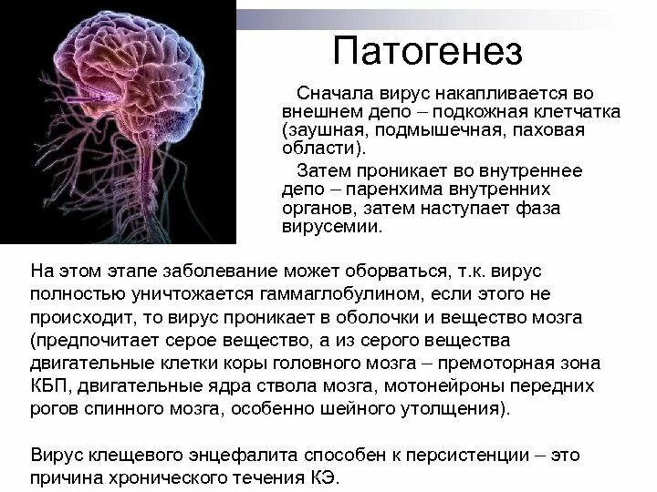 Вирусный энцефалит неврология. Патогенез клещевого энцефалита. Энцефалит этиология. Клещевой энцефалит этиология.