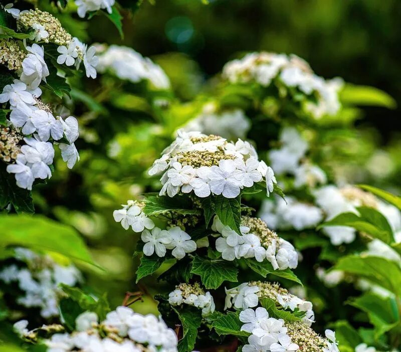Саженцы калины гордовина (viburnum lantana) купить в Москве по цене от 1500 рубл