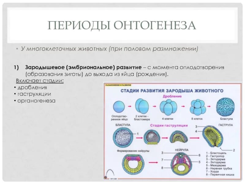 Стадия дробления зиготы таблица. Онтогенез схема для 10 класса. Стадия дробления эмбриогенеза животных. Эмбриональный этап онтогенеза таблица