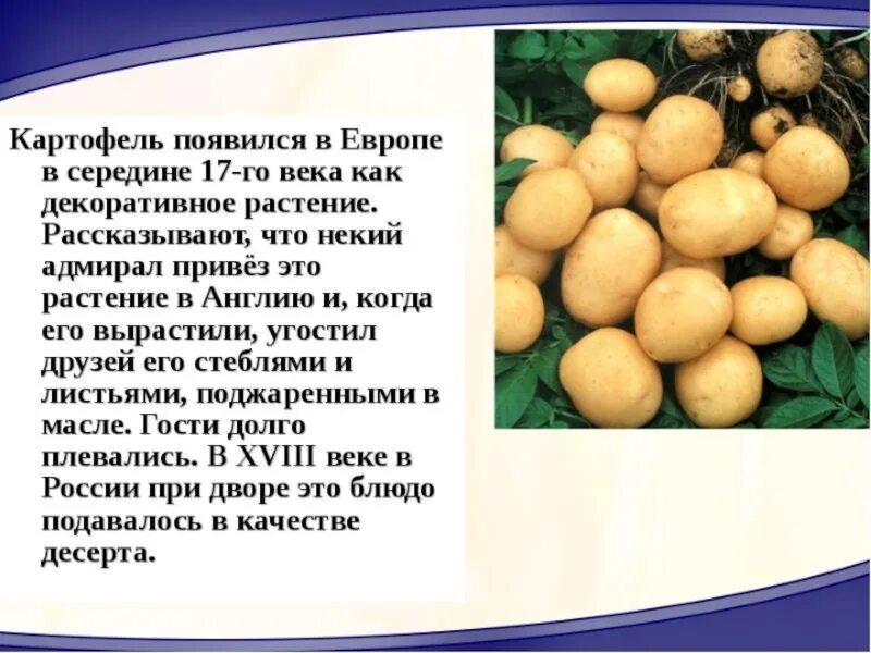Где появилась картошка. Картофель культурное растение. картофель в европе. культурные растения картошка. культурные растения завезенные в россию.