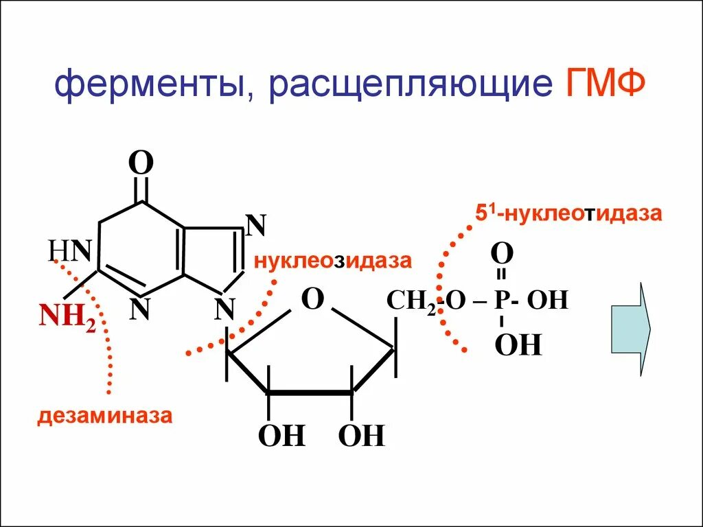 Гмф биохимия. Амф дезаминаза. 5 нуклеотидаза биохимия. нуклеотидазы формула. гмф.