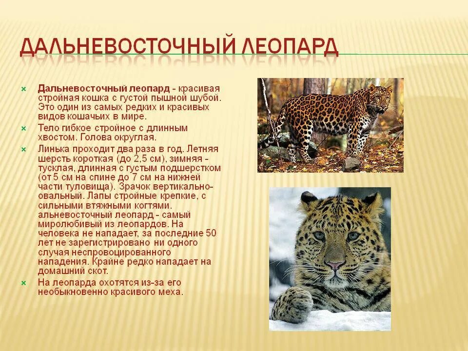 Дальневосточный леопард 2 класс. Леопард дальневосточный амурский красная книга. дальневосточный леопард красная книга краткое описание. красная книга дальневосточный леопард красная книга. красная книга россии описание дальневосточный леопард.