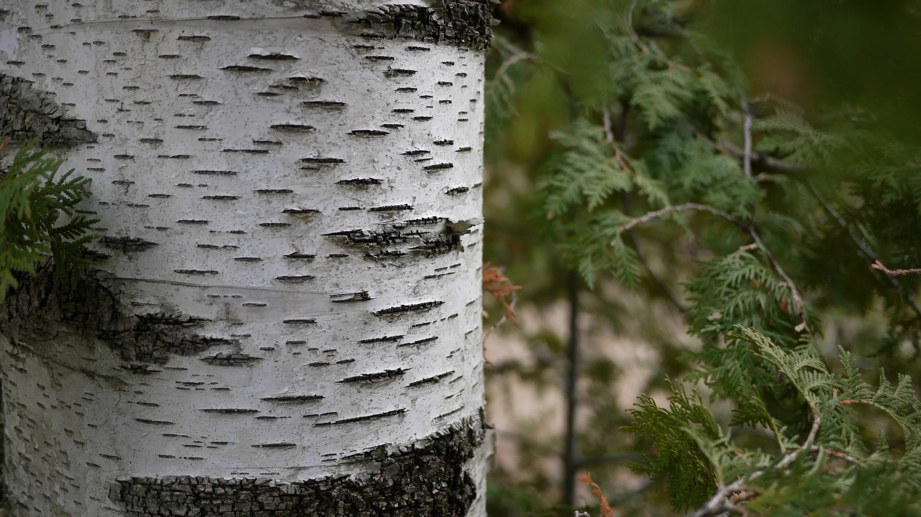 Birch bark. Birch bark. Береста березы. Чечевички на коре березы. Береста березы.