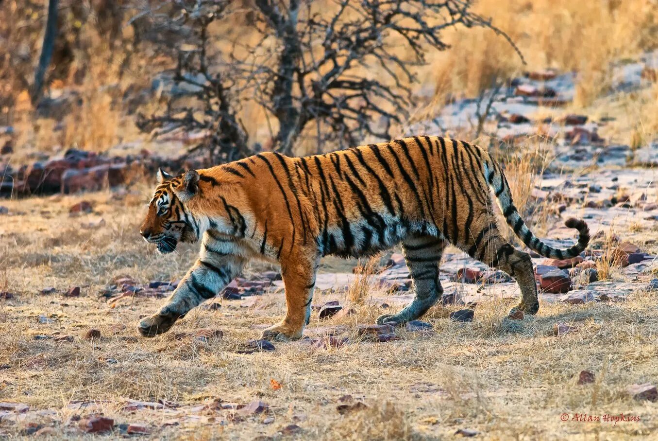 Тигр Panthera Tigris. Бенгальский тигр. Королевский бенгальский тигр. Амурский тигр и бенгальский тигр. Бенгальский тигр подвид тигра