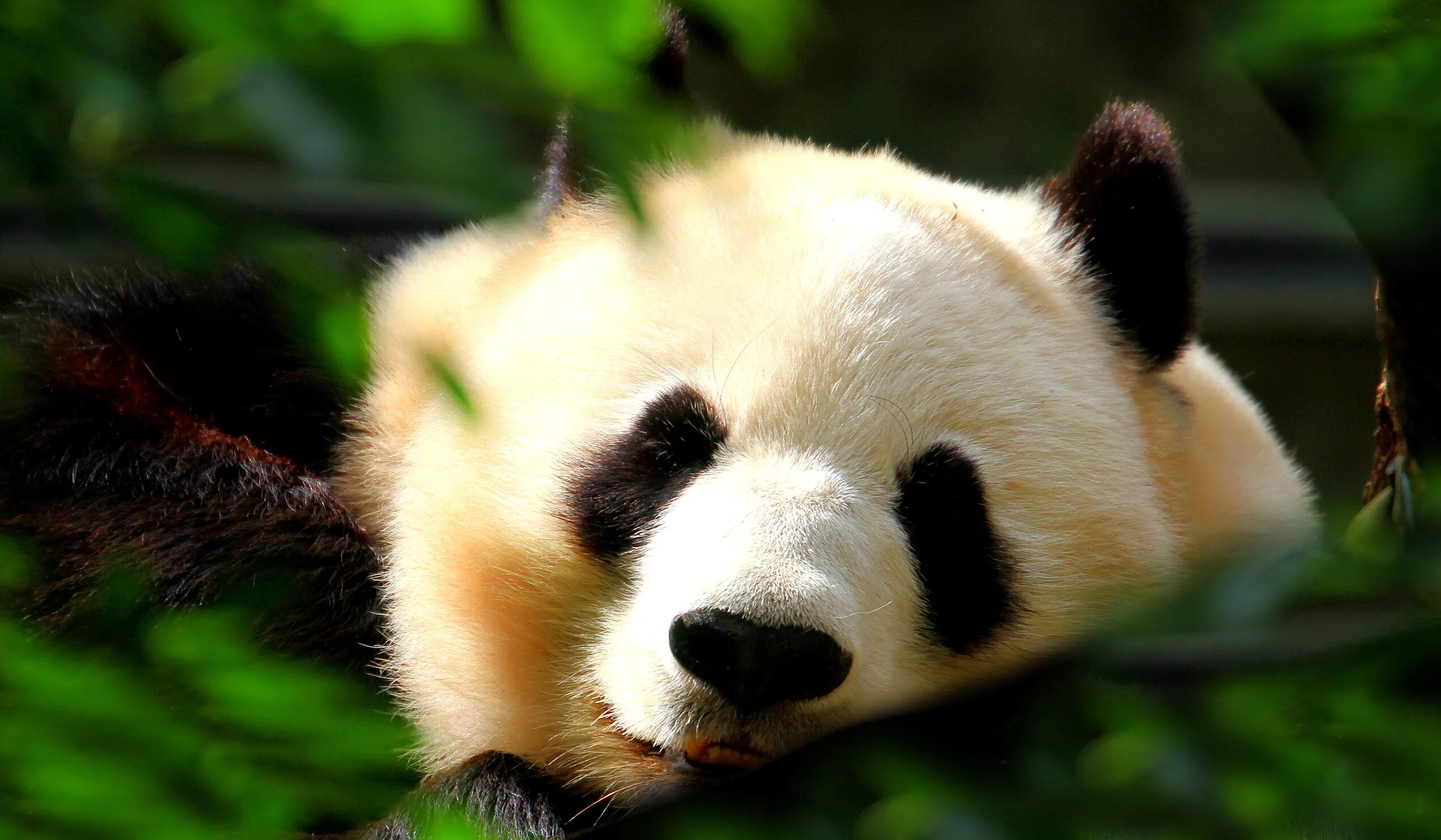 Pandas windows