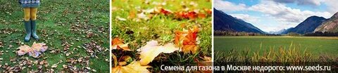Можно сеять газон осенью