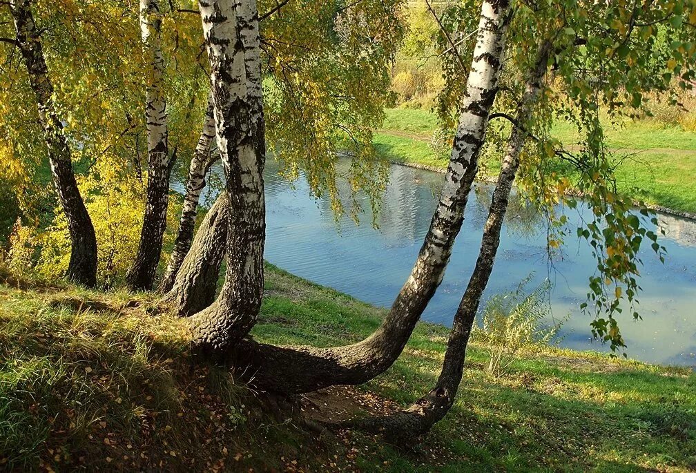 Облетевшей березке. Берёза повислая у реки. Берег река берёза Церковь. Березы у реки. Березка у реки.