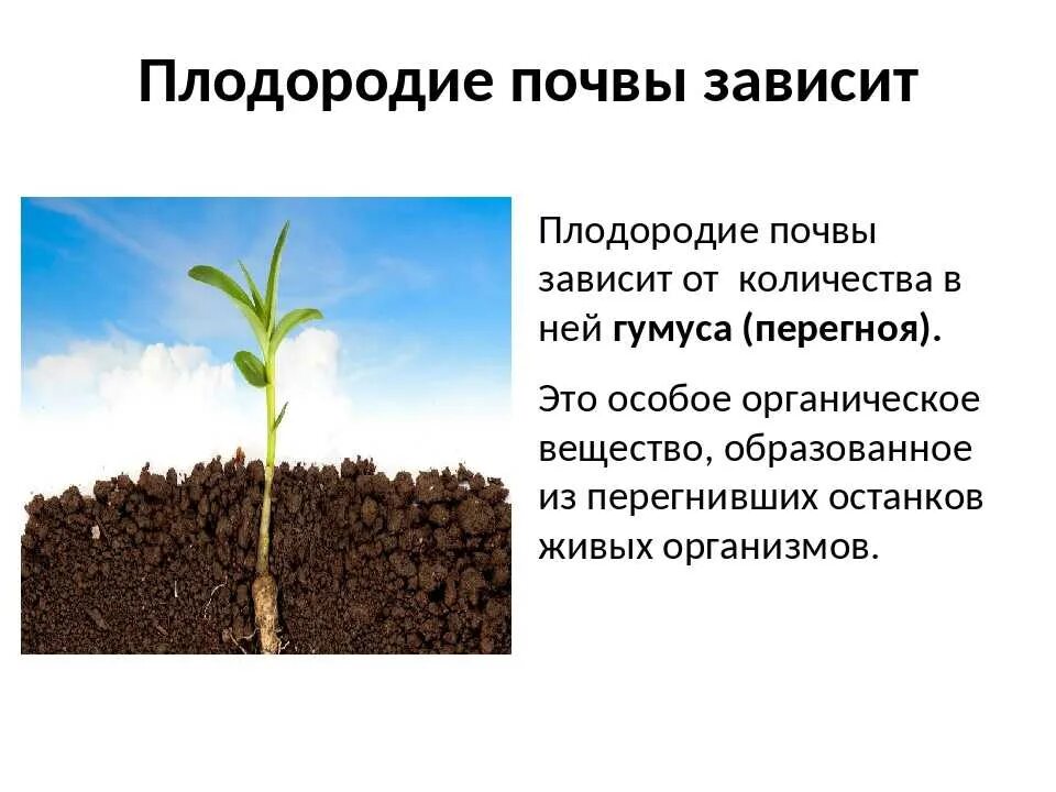 Плодородие зависит от содержания. Плодородие почвы. Плодородие почвы зависит от. От чего зависит плодородие почвы. Почва гумус плодородие.