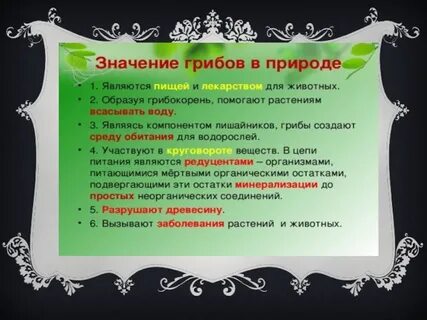Друг гриба