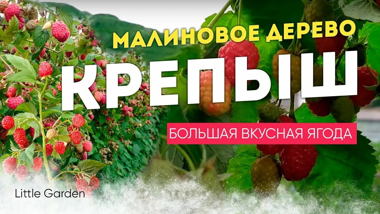 Малина дерево крепыш фото и описание. Штамбовая малина Крепыш. Малиновое дерево сорт Крепыш. Малина Крепыш малиновое дерево. Штамбовое малиновое дерево Крепыш.