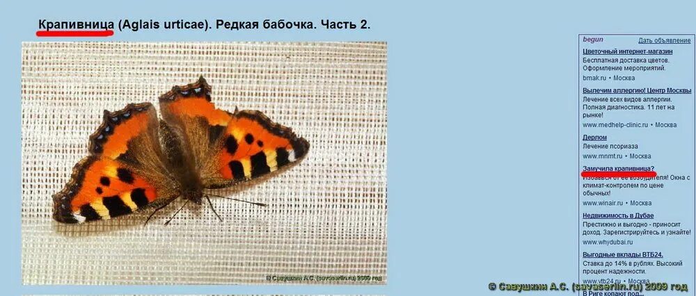 Крапивница Aglais urticae. Бабочка крапивница описание. Бабочка крапивница фото и описание. Крылья бабочки крапивницы. Крапивница класс