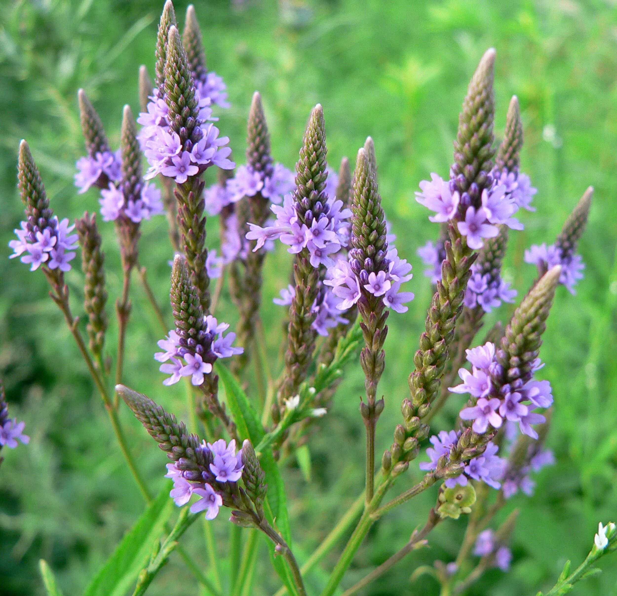 Вербена что делает. Вербена hastata. Вербена officinalis. Вербена копьевидная. Вербена метельчатая.