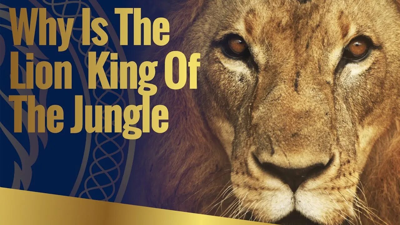 King of the Jungle. SHANGUY King of the Jungle. Лев ислами. King of the Jungle текст. In the jungle lion