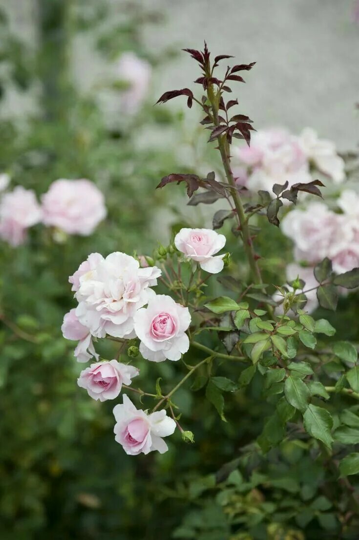 Дикая роза фото Free Images : blossom, flower, petal, botany, flora, shrub, flowering plant, ros