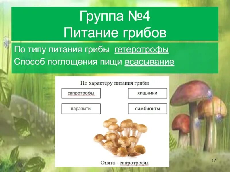 Грибы питание гетеротрофное. Биология тема грибы. Грибы 5 класс. Тема грибы 5 класс биология. Группы грибов по питанию