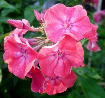 Флоксы кораллового цвета