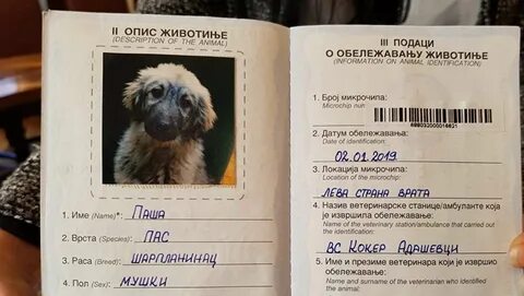 Документы на собаку в абхазию