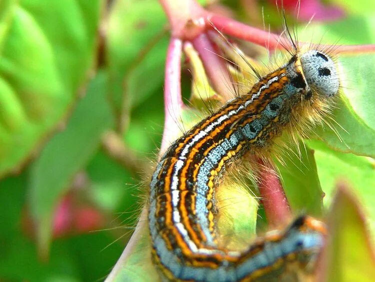 Радужные гусеницы. Голубая гусеница. Гусеница Caterpillar голубая. Радужная гусеница в природе. Гусеница бабочки 7