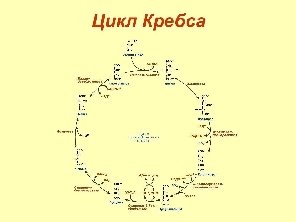 Синтез атф цикл кребса. 4. Цикл Кребса. Цикл Кребса БХ. Сукцинил КОА цикл Кребса. Цикл трикарбоновых кислот кратко.