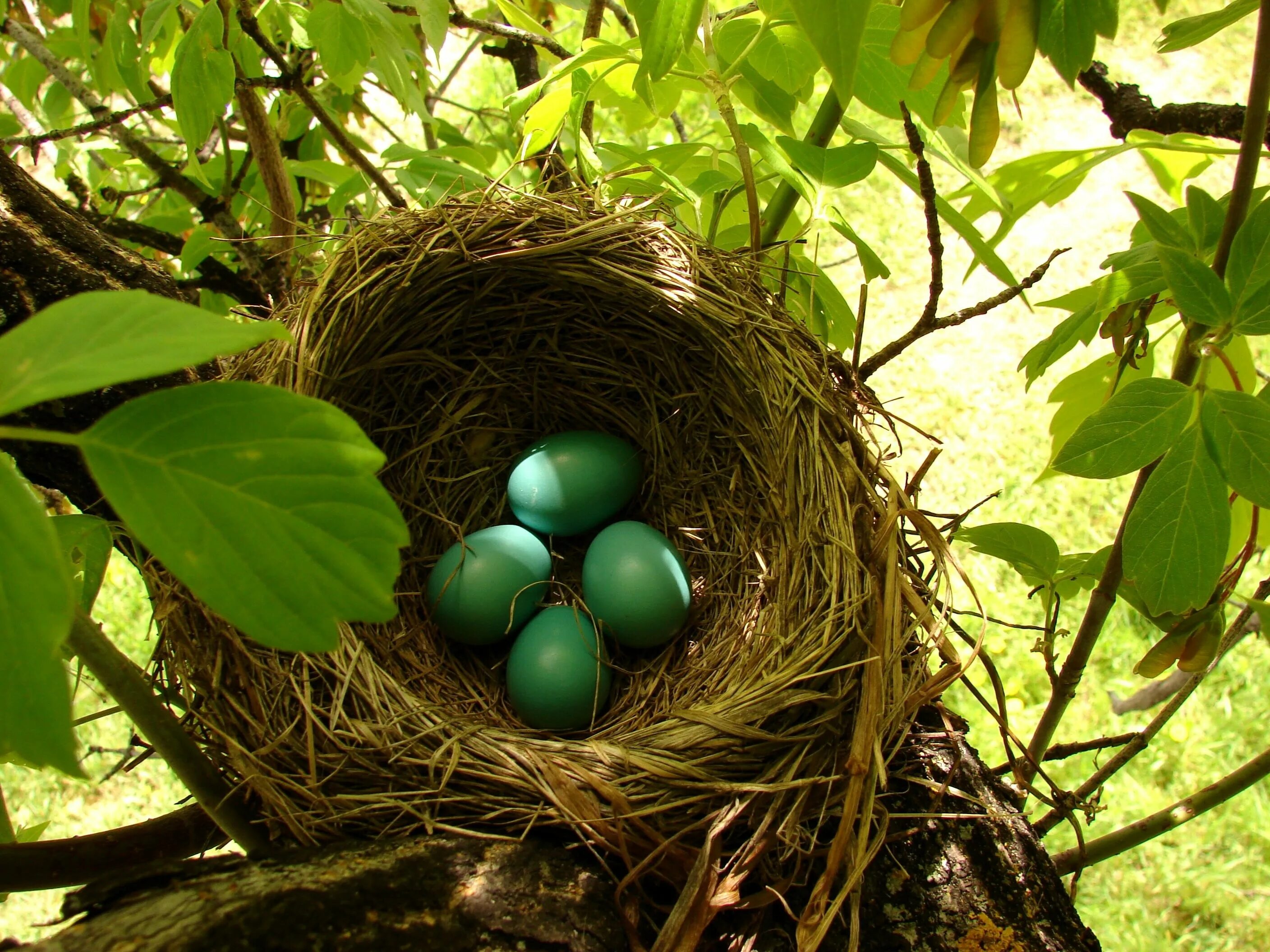 Plant nest. Гнездо зяблика. Гнездо Авгурея. Птица Зяблик яйца в гнездо. Яйца дрозда рябинника.