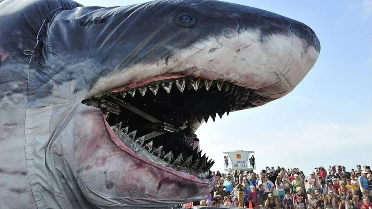 Среди всех которые существовали. Акула МЕГАЛОДОН. Самая огромная акула в мире МЕГАЛОДОН. Акула-монстр МЕГАЛОДОН жив. МЕГАЛОДОН И большая белая акула.