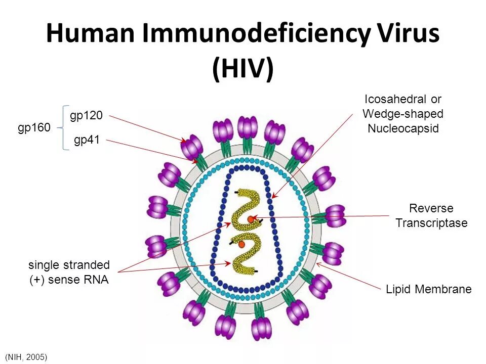 Human immunodeficiency