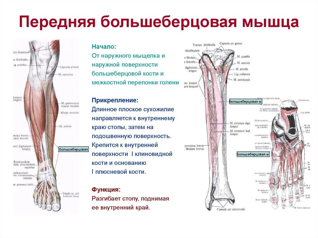 Прикрепление сухожилия к кости