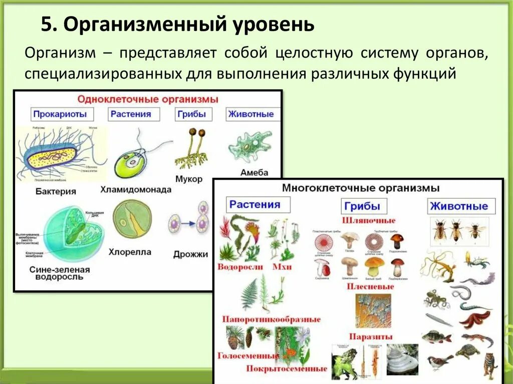 Уровень организмов живой природы. Уровни организации растительного организма. Организменный уровень организации жизни. Организменный уровень организации живого. Организменный уровень организации живой природы.