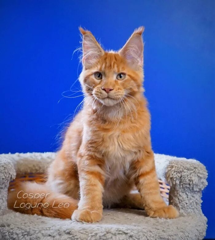 американский мейн кун. американский мейн кун. европейский мейн кун. американский мейн кун. европейский мейн кун.