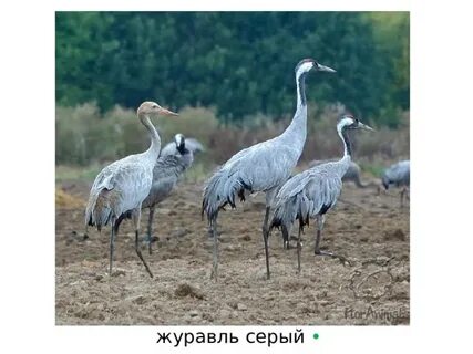 Красная книга республики беларусь журавлеобразные птицы