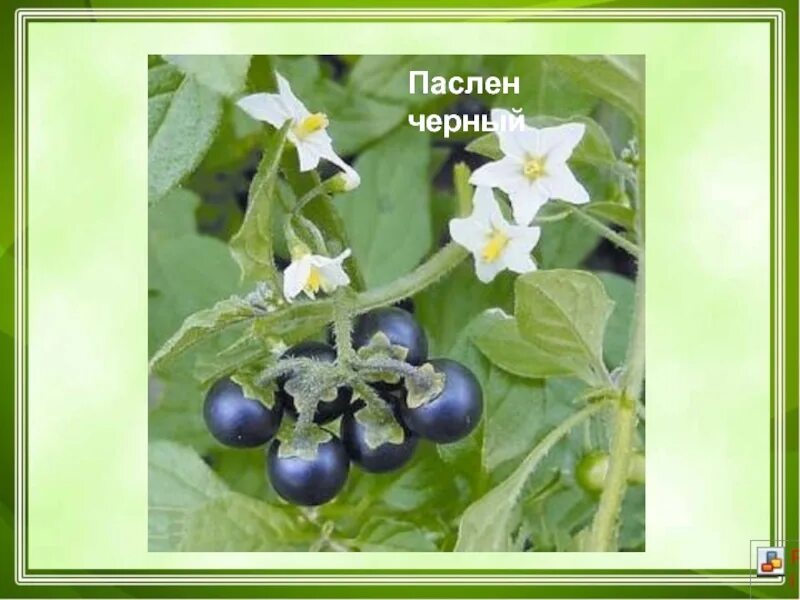 Паслен черный род. Черный паслен цветок. Паслён Паслёновые. Паслен ядовитое растение. Паслен черный (Solanum nigrum).