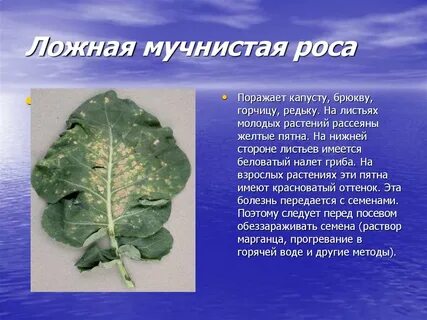Болезни капусты описание с фотографиями и способы