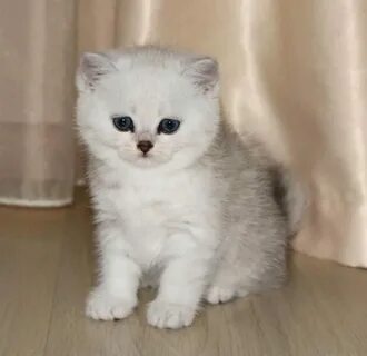 Шотландская шиншилла котенок
