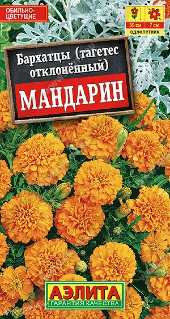 Бархатцы отклоненные мандарин. Бархатцы мандарин