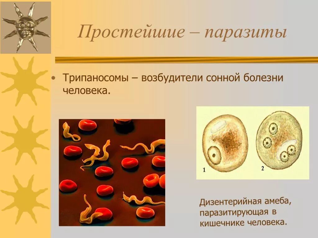 Одноклеточные паразиты биология 7 кл. Простейшие паразиты амеба дизентерийная. Простейшие одноклеточные паразиты. Биологии 7 класс паразитические простейшие типы. Выберите паразитических простейших ответ