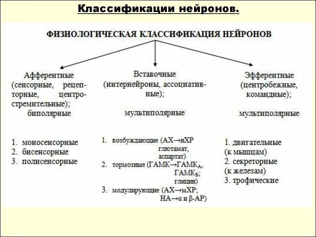 По каким принципам классифицируют отделы нервной. Классификация нейронов таблица. Классификация нервных клеток физиология. Классификация нейронов по функциям таблица. Функциональная классификация нейронов.