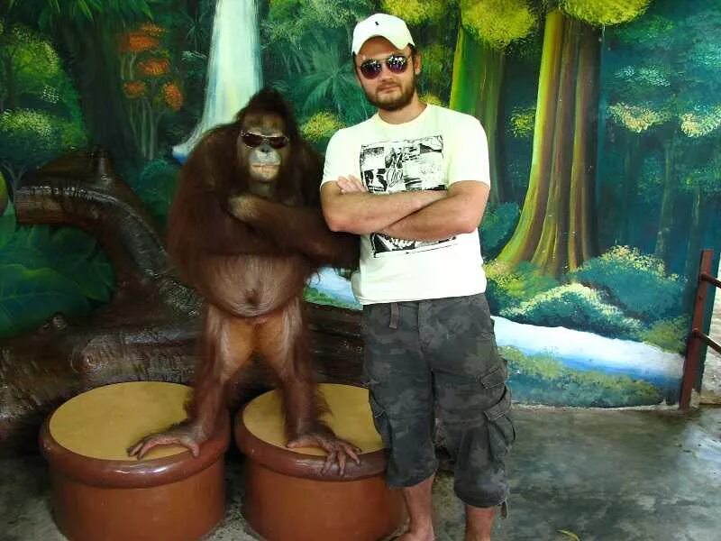 Шоу обезьян. Зоопарк в Тайланде Пхукет. Остров обезьян в Тайланде. Обезьяны в Тайланде. Обезьяны на Пхукете.