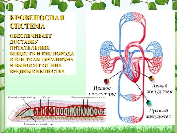 Какие вещества участвуют в транспорте веществ. Кровеносная система человека. Кровеносная система человека схема. Транспорт веществ в организме. Транспорт питательных веществ к клеткам тела.