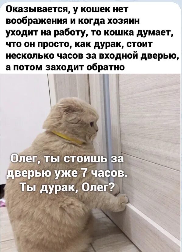 Уважаю хозяина. У котов нет воображения. Оказывается у кошек нет воображения и когда. Оказывается у кошек нет воображения и когда хозяин уходит на работу. Кот думает что вы стоите за дверью.