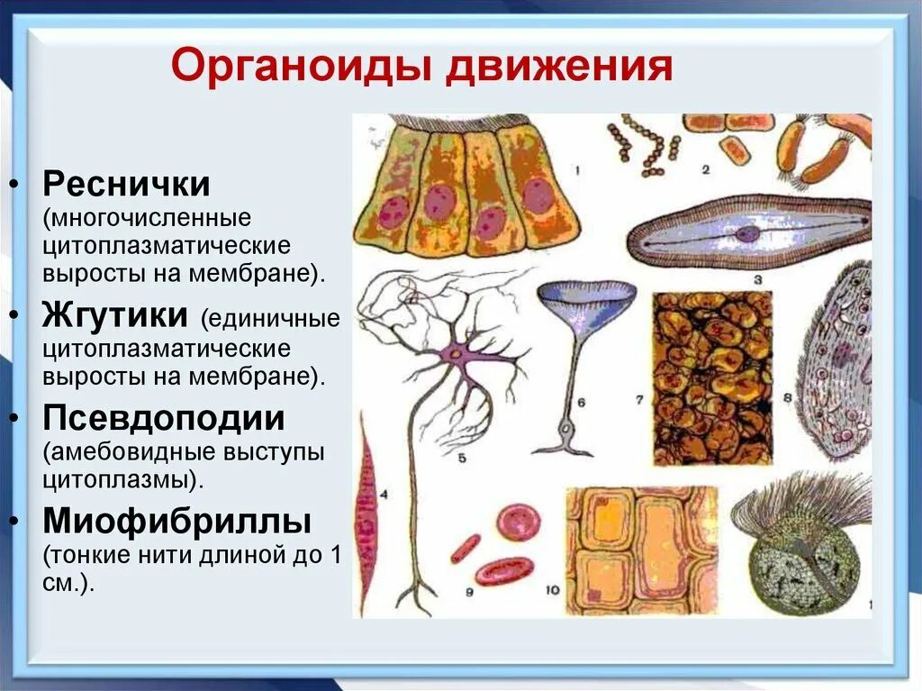 Органы движения. Строение органоидов жгутиков. Строение органоидов движения клетки. Органоиды движения реснички и жгутики. Органоиды движения клеток образованы.