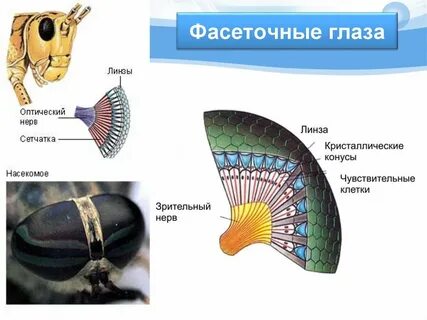 Сложные глаза имеет