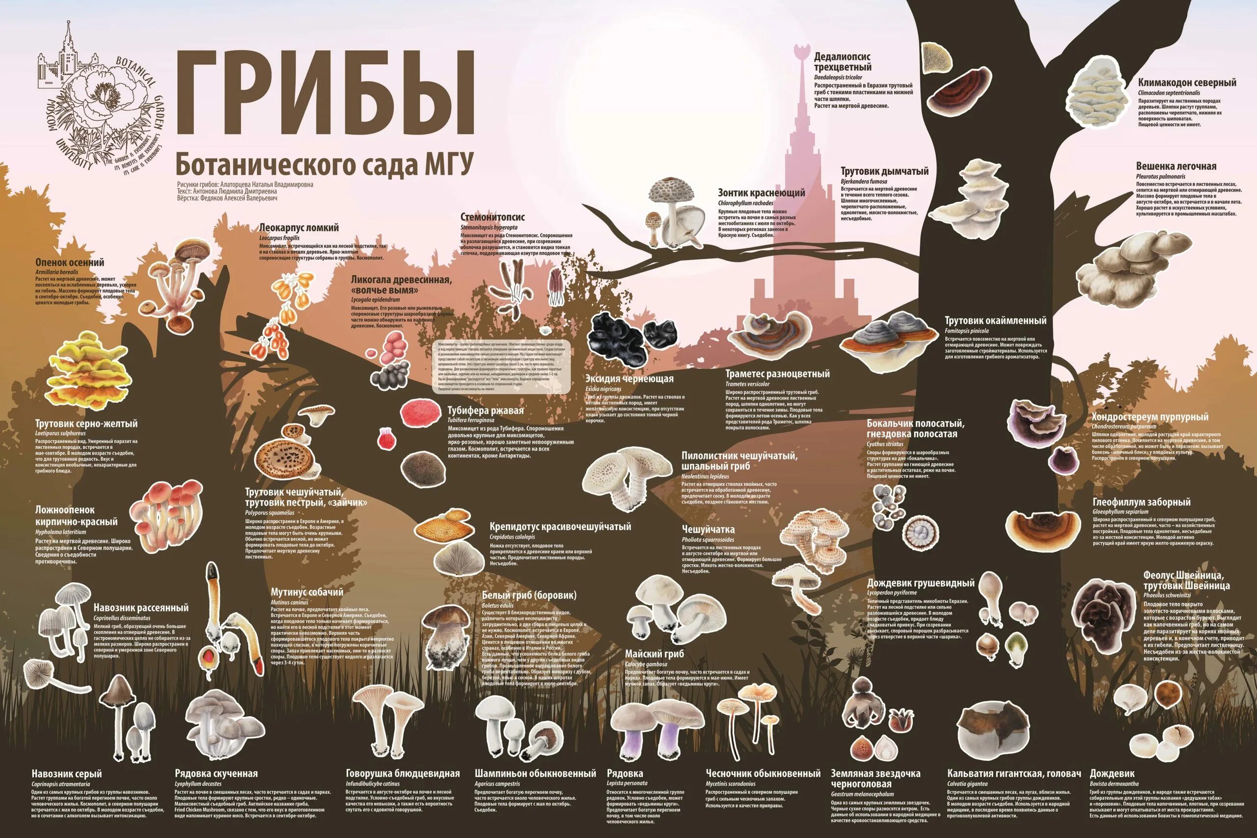 Научная инфографика. Научная инфографика