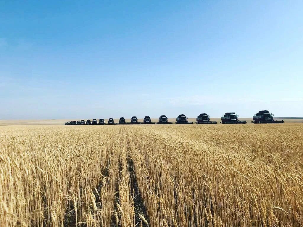 Село воздвиженское ставропольский край погода. Дивное ставропольский край. село дивное колхоз маныч. апанасенковский район село вознесеновское.