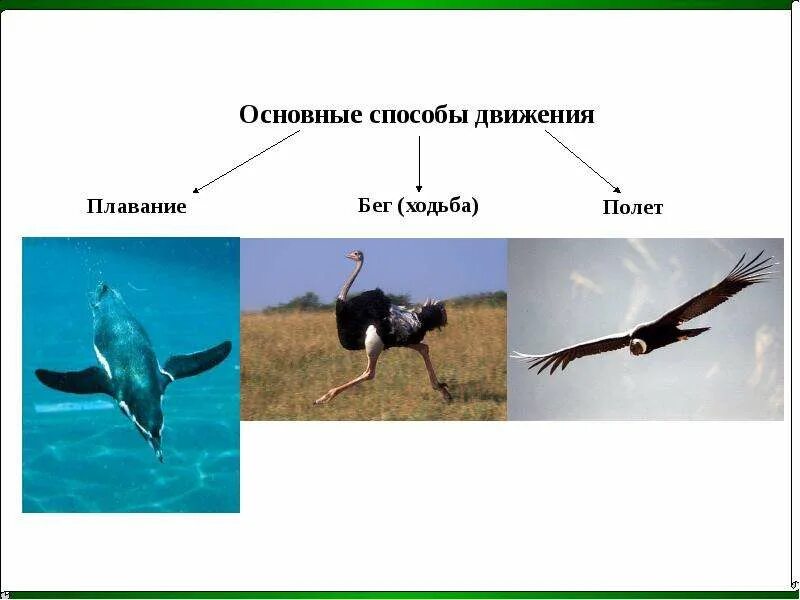 Птицы перемещение. Птицы перемещение. Птицы перемещение. Птицы по способу передвижения. Птицы перемещение.