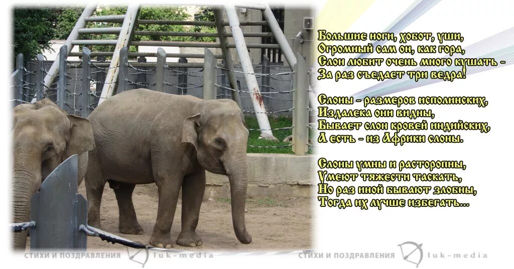 Стихотворение слон учить. Маленький стих про слона. Стих про слона для детей. Стихотворение про слана. Стихотворение про слонов.