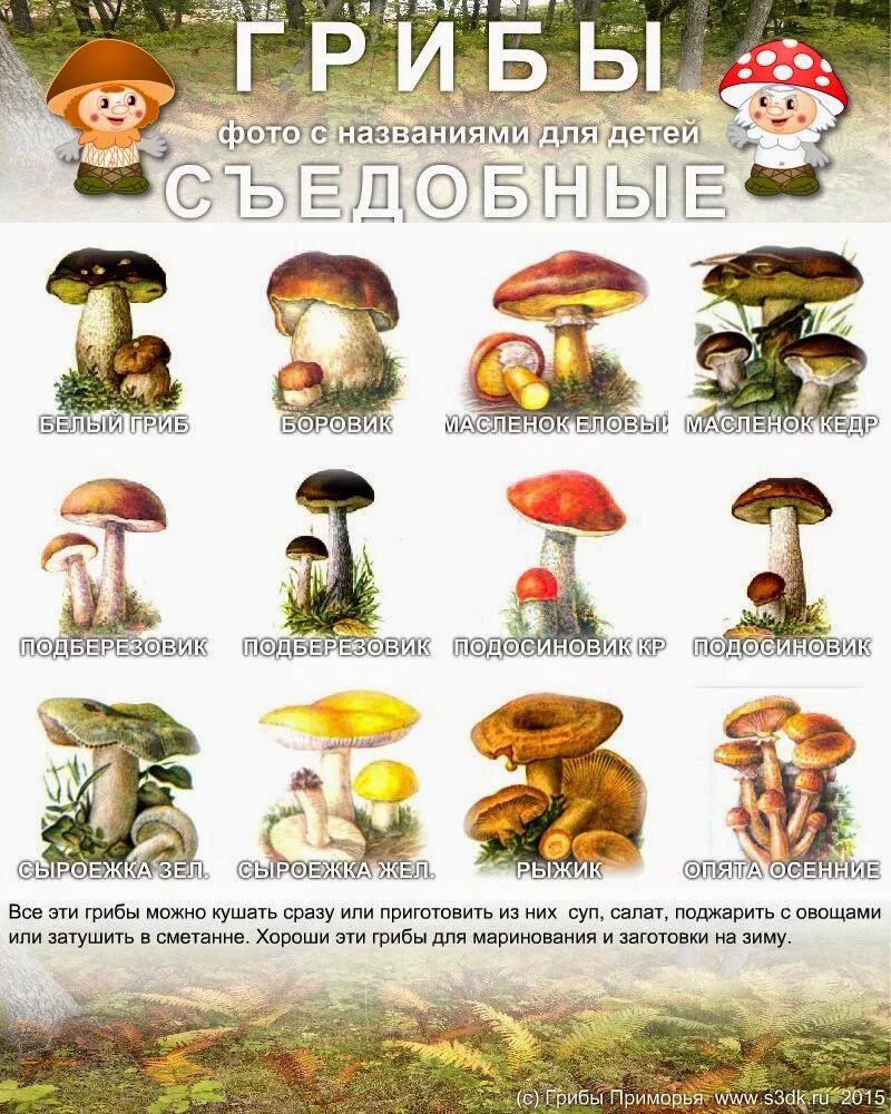 Грибы съедобные фото и описание. Съедобные и несъедобные грибы с названиями и описанием. Грибы для детей с названиями съедобные и несъедобные. Название съедобных и несъедобных грибов. Рисунки съедобных грибов и несъедобных грибов с названиями.