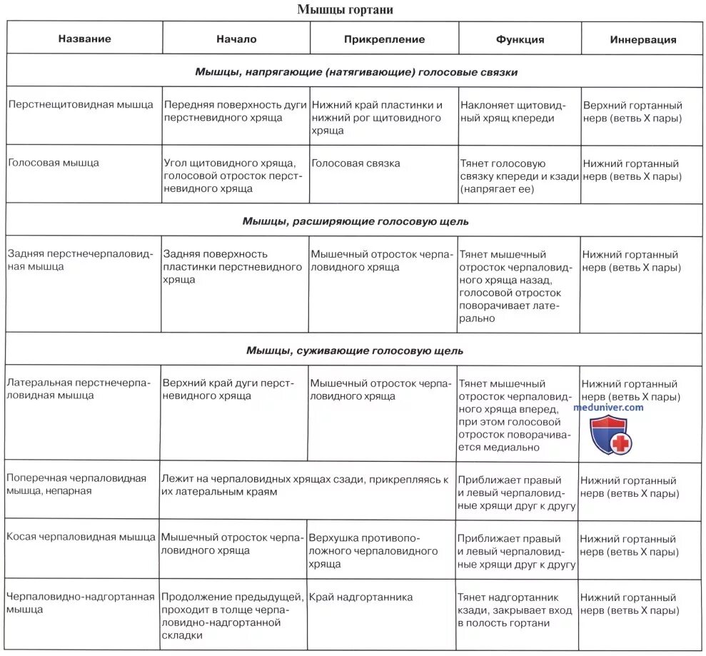 Начало прикрепление функции мышц. Мышцы гортани начало прикрепление функция. Мышцы гортани функции таблица. Мышцы глотки таблица. Хрящи гортани таблица.