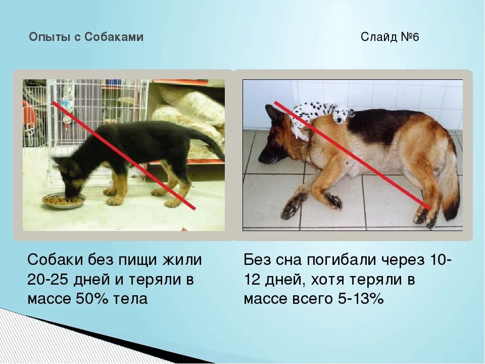 Сколько дней кошка может прожить без еды. Сколько собака может без еды. Сколько собака может жить без воды. Сколько собака может прожить без еды. Сколько дней собака может прожить без воды.