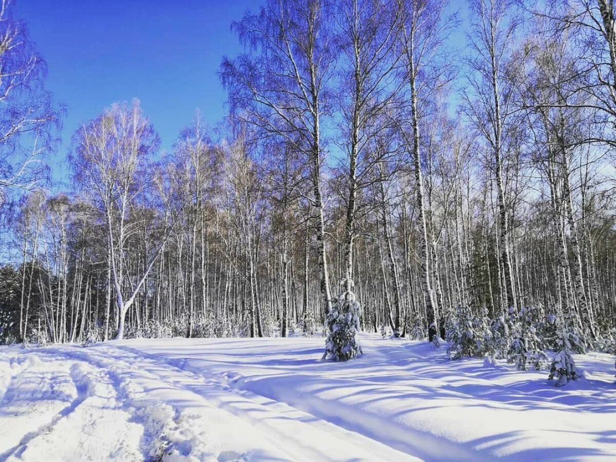 Лес Алтайского края. Алтайский край в объективе. Погода Алтайский край фото.